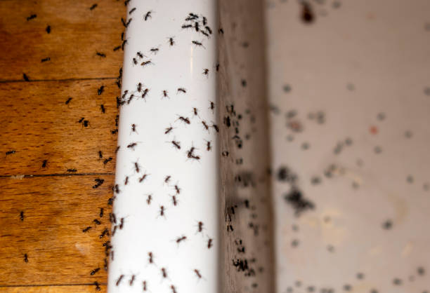 Best Pest Removal Services  in Russellville, AR