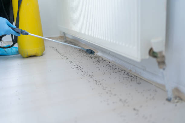 Best Affordable Pest Control Services  in Russellville, AR